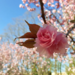 Kirschbluete vor blauem Himmel