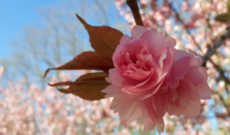 Kirschbluete vor blauem Himmel
