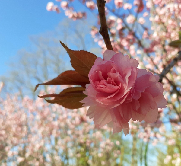 Kirschbluete vor blauem Himmel